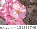 Cherry blossoms [variety: Yokohama Hizakura] 131883746