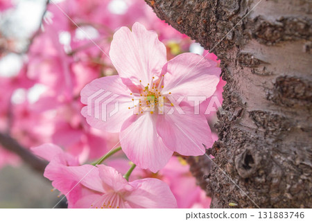 Cherry blossoms [variety: Yokohama Hizakura] 131883746
