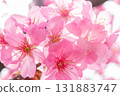Cherry blossoms [variety: Yokohama Hizakura] 131883747