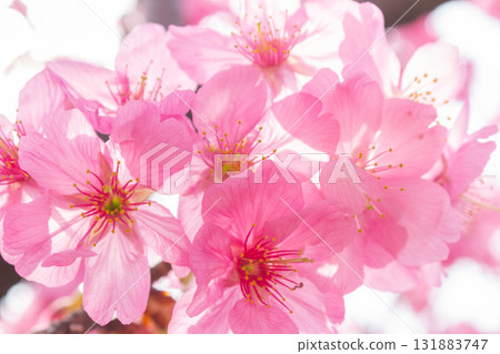 Cherry blossoms [variety: Yokohama Hizakura] 131883747