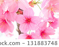 Cherry blossoms [variety: Yokohama Hizakura] 131883748