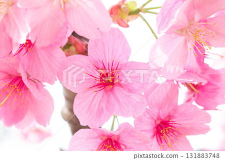 Cherry blossoms [variety: Yokohama Hizakura] 131883748