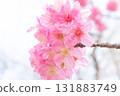 Cherry blossoms [variety: Yokohama Hizakura] 131883749