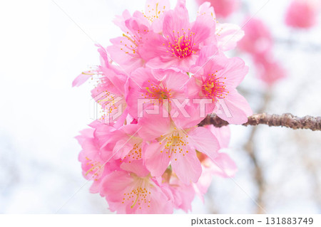 Cherry blossoms [variety: Yokohama Hizakura] 131883749