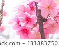 Cherry blossoms [variety: Yokohama Hizakura] 131883750
