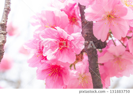 櫻花[品種：橫濱緋櫻] 131883750