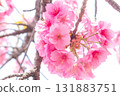 Cherry blossoms [variety: Yokohama Hizakura] 131883751