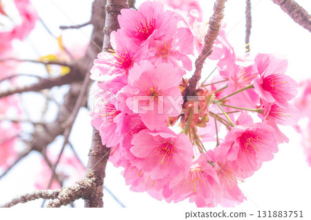 Cherry blossoms [variety: Yokohama Hizakura] 131883751