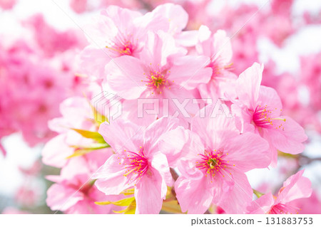 Cherry blossoms [variety: Yokohama Hizakura] 131883753