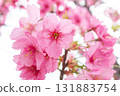 Cherry blossoms [variety: Yokohama Hizakura] 131883754