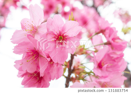 Cherry blossoms [variety: Yokohama Hizakura] 131883754