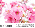 Cherry blossoms [variety: Yokohama Hizakura] 131883755