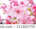 Cherry blossoms [variety: Yokohama Hizakura] 131883756