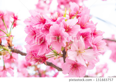 Cherry blossoms [variety: Yokohama Hizakura] 131883757