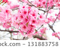 Cherry blossoms [variety: Yokohama Hizakura] 131883758
