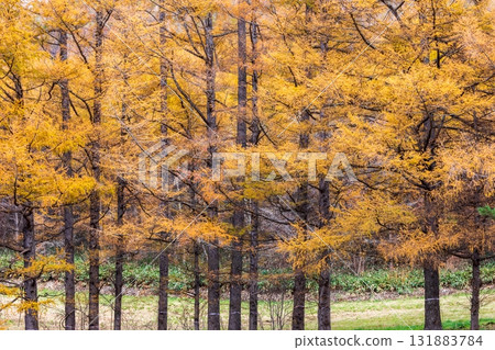 Beautiful autumn scenery in Kuzumaki Town, Iwate Prefecture 131883784