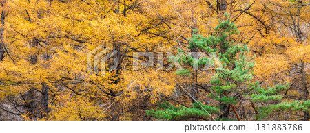 岩手縣葛卷町美麗的秋日風景 131883786
