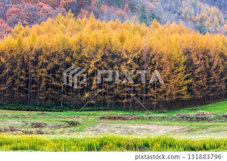 Beautiful autumn scenery in Kuzumaki Town, Iwate Prefecture 131883796