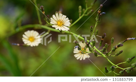 Akinonogi Akinonogi 131883799