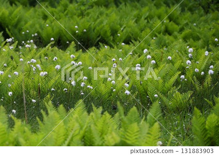 北海道利尻島南濱沼澤的日本蕨類植物中散佈著棉草絨毛的美麗沼澤景觀。 131883903