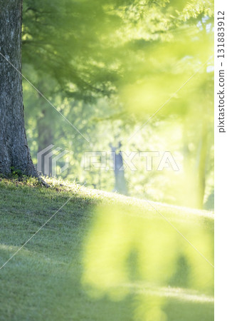 Fresh greenery in the park and a refreshing early summer morning (Hiruzen Plateau) 131883912