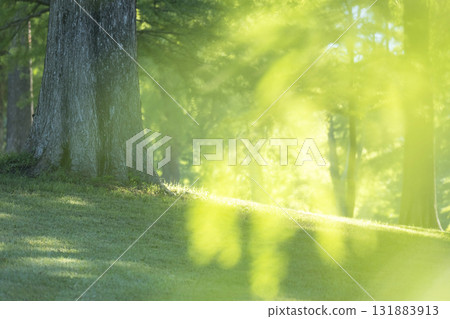 Fresh greenery in the park and a refreshing early summer morning (Hiruzen Plateau) Fresh greenery in the park and a refreshing early summer morning (Hiruzen Plateau) 131883913
