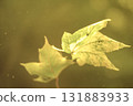 leaves of maple in the spring 131883933