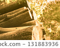 firewood in the forest 131883936