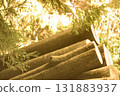 old wooden logs in the autumn forest 131883937