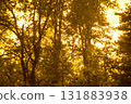 sunset in the autumn forest 131883938