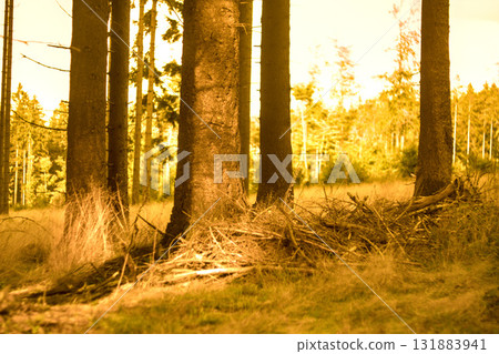 forest in the fall forest in the fall 131883941