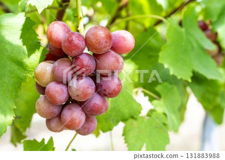 Queen Nina Grape Picking: Autumn Flavors, Sendai City, Miyagi Prefecture 131883988