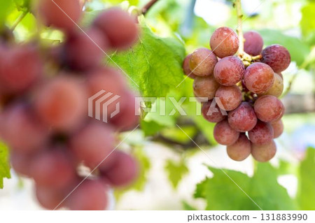 Queen Nina Grape Picking: Autumn Flavors, Sendai City, Miyagi Prefecture 131883990