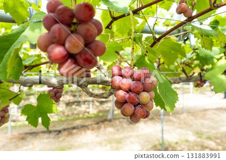 Queen Nina Grape Picking: Autumn Flavors, Sendai City, Miyagi Prefecture Queen Nina Grape Picking: Autumn Flavors, Sendai City, Miyagi Prefecture 131883991