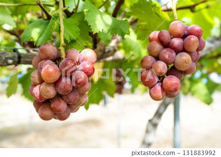 Queen Nina Grape Picking: Autumn Flavors, Sendai City, Miyagi Prefecture Queen Nina Grape Picking: Autumn Flavors, Sendai City, Miyagi Prefecture 131883992