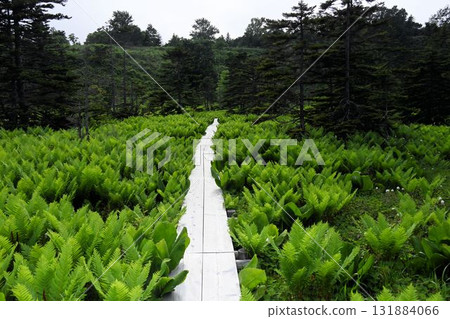 北海道利尻島南濱沼澤的一條筆直的木板路延伸穿過長滿日本蕨類植物的沼澤地,形成一道美麗的風景。 北海道利尻島南濱沼澤的一條筆直的木板路延伸穿過長滿日本蕨類植物的沼澤地,形成一道美麗的風景。 131884066