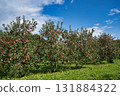 Apple orchard under blue sky 131884322