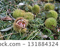 Chestnut fruit 131884324