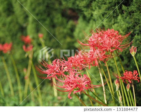 紅蜘蛛百合 紅蜘蛛百合 131884477