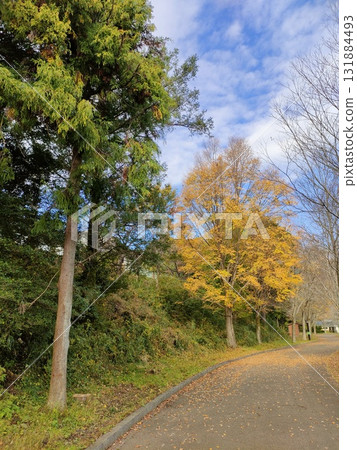 Tanzawa's autumn leaves Tanzawa's autumn leaves 131884493