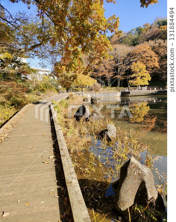 Tanzawa's autumn leaves Tanzawa's autumn leaves 131884494