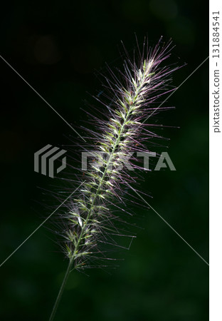 狼尾草 狼尾草 131884541