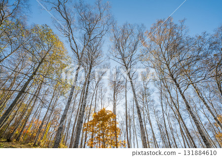 Beautiful birch forest and autumn leaves in Hiraniwa Plateau, Iwate Prefecture, Autumn 131884610