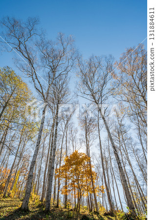 岩手縣平庭高原美麗的白樺林和秋葉，秋天 131884611