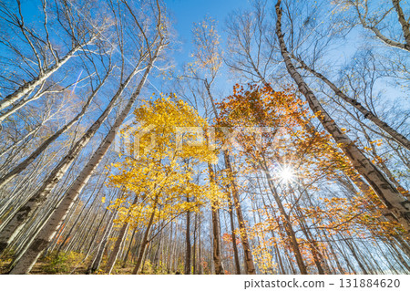 岩手縣平庭高原美麗的白樺林和秋葉，秋天 131884620