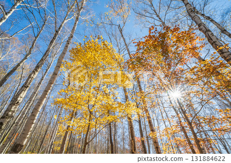 Beautiful birch forest and autumn leaves in Hiraniwa Plateau, Iwate Prefecture, Autumn 131884622