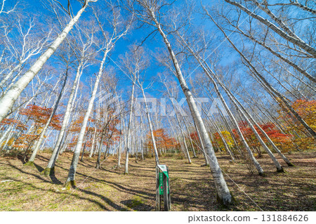 岩手縣平庭高原美麗的白樺林和秋葉,秋天 岩手縣平庭高原美麗的白樺林和秋葉,秋天 131884626