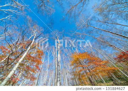 岩手縣平庭高原美麗的白樺林和秋葉,秋天 岩手縣平庭高原美麗的白樺林和秋葉,秋天 131884627