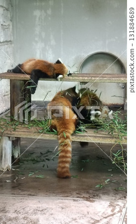 Lesser panda 131884689