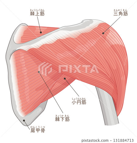 從後面看三角肌 131884713